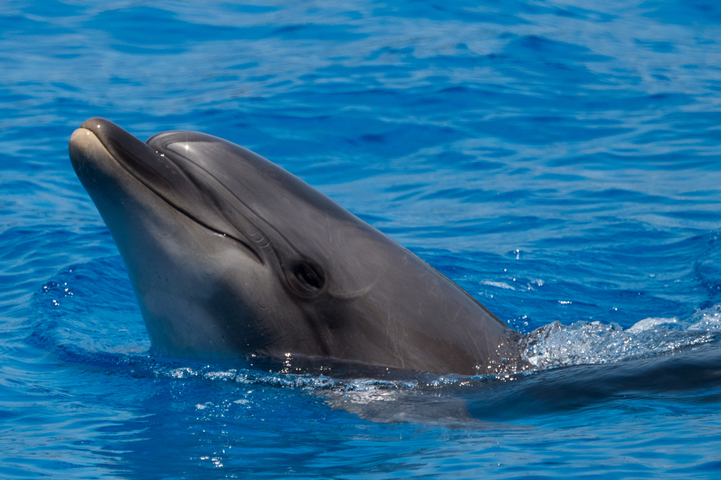 Dolphin Watching Tours, Valencia